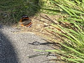 Churches Count on Nature Week