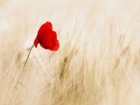 A Special Centenary Service to Commemorate Those who from New Brighton Gave Their Lives