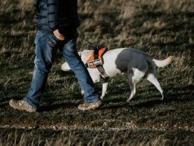 90th Commemoration Service for Guide Dogs for the Blind 